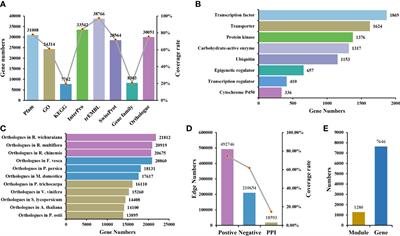 RoseAP: an analytical platform for gene function of Rosa rugosa